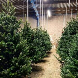 Christmas 🎅 tree pallets